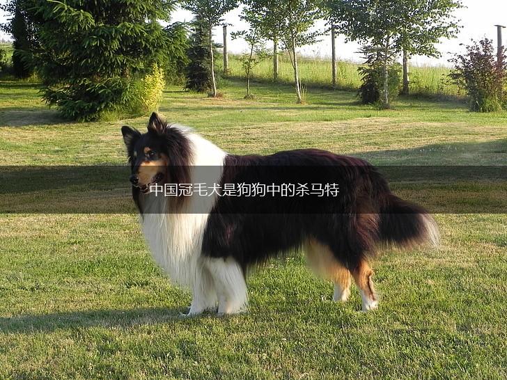 中国冠毛犬是狗狗中的杀马特,第1张