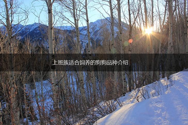 上班族适合饲养的狗狗品种介绍,第1张