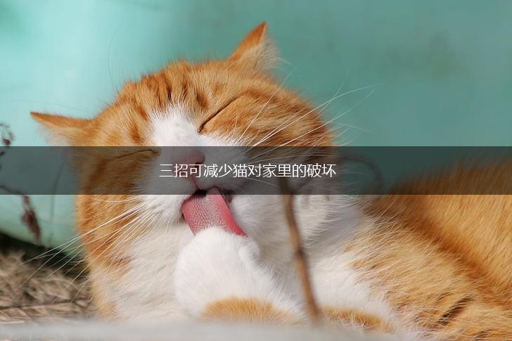 三招可减少猫对家里的破坏,第1张