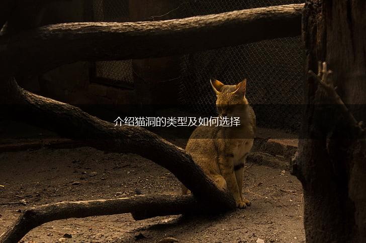 介绍猫洞的类型及如何选择,第1张