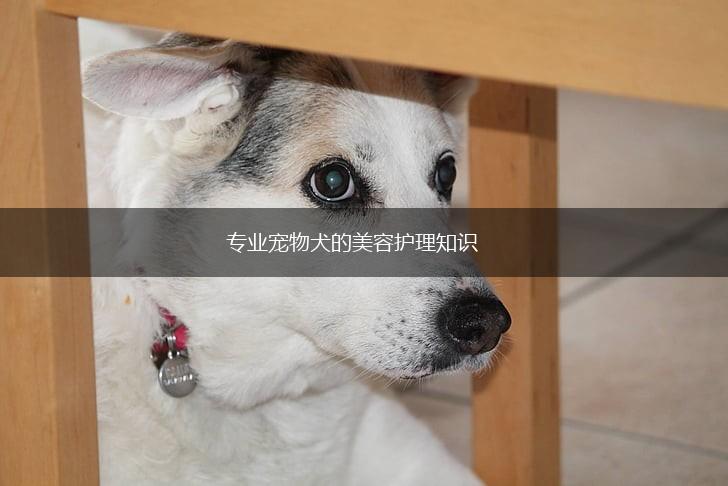 专业宠物犬的美容护理知识,第1张