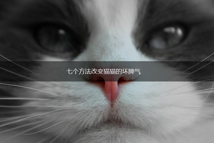 七个方法改变猫猫的坏脾气,第1张