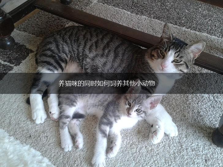 养猫咪的同时如何饲养其他小动物,第1张