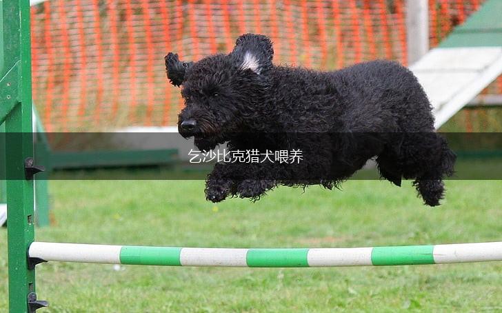 乞沙比克猎犬喂养,第1张