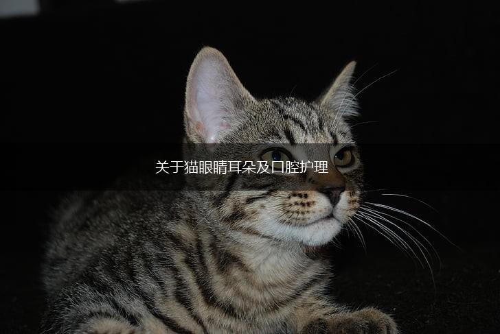 关于猫眼睛耳朵及口腔护理,第1张