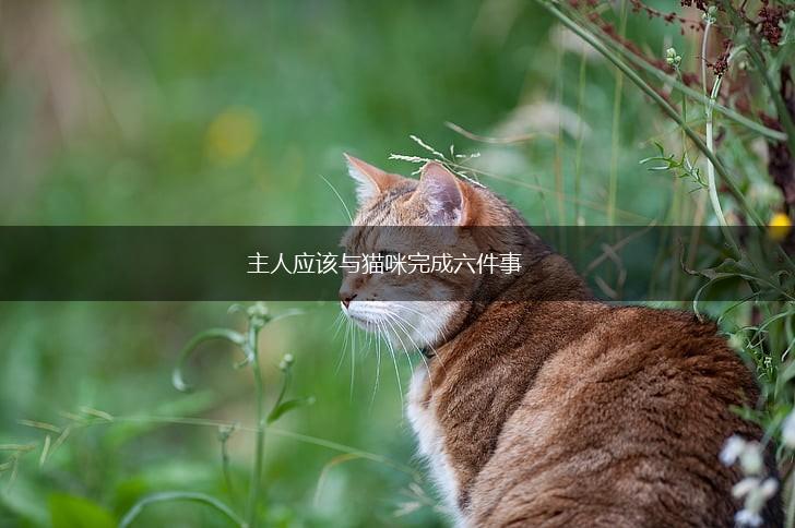 主人应该与猫咪完成六件事,第1张
