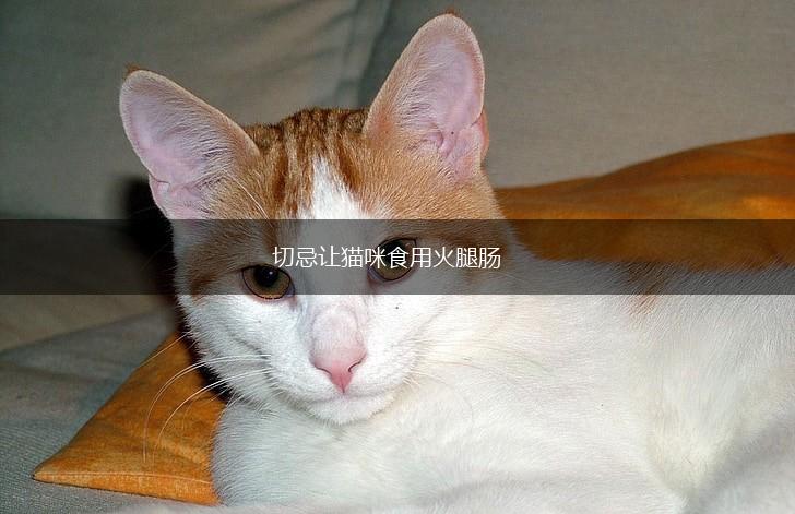 切忌让猫咪食用火腿肠,第1张