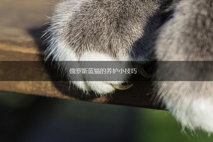 俄罗斯蓝猫的养护小技巧,第1张