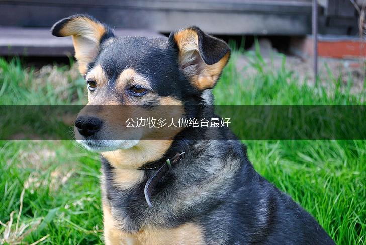 公边牧多大做绝育最好,第1张