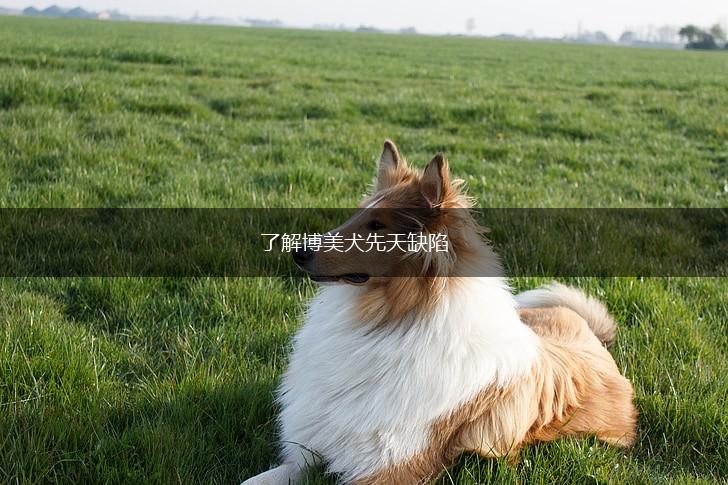 了解博美犬先天缺陷,第1张