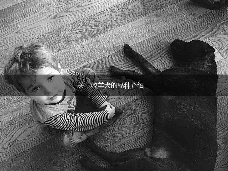 关于牧羊犬的品种介绍,第1张
