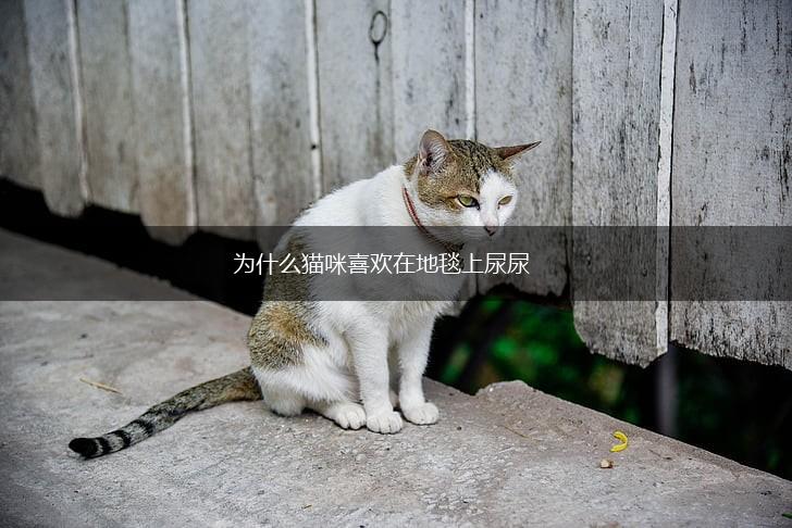 为什么猫咪喜欢在地毯上尿尿,第1张
