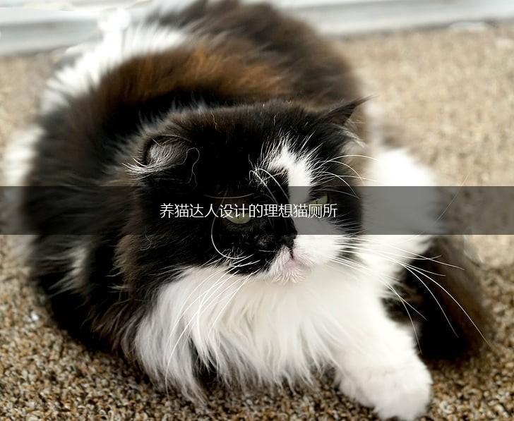 养猫达人设计的理想猫厕所,第1张