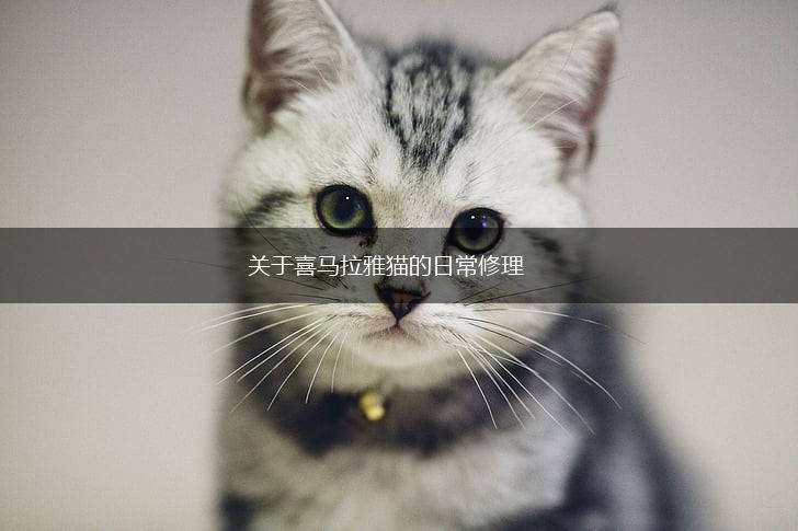 关于喜马拉雅猫的日常修理,第1张