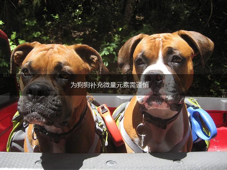 为狗狗补充微量元素需谨慎,第1张