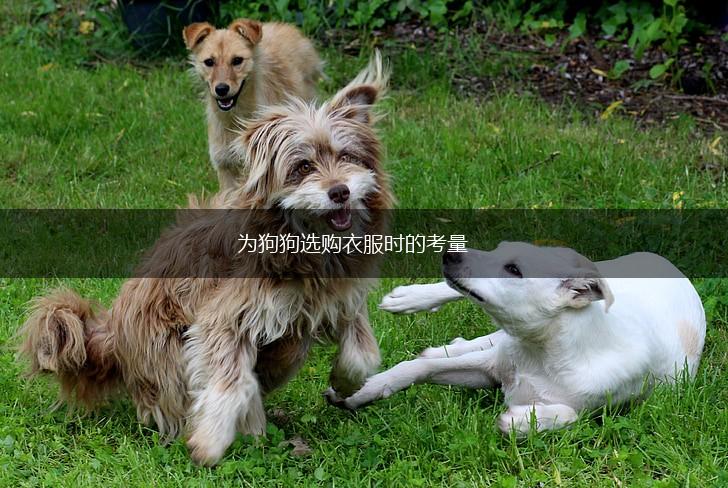 为狗狗选购衣服时的考量,第1张