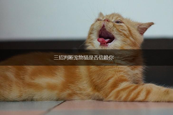 三招判断宠物猫是否信赖你,第1张