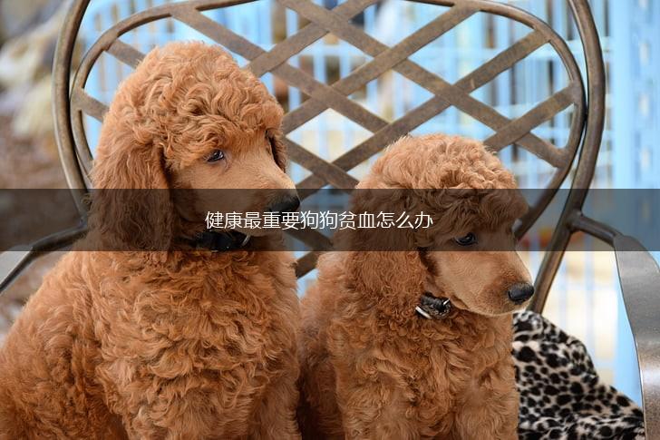 健康最重要狗狗贫血怎么办,第1张