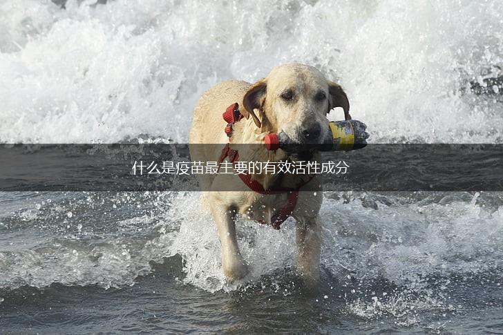 什么是疫苗最主要的有效活性成分,第1张