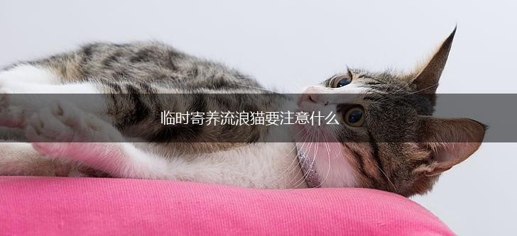 临时寄养流浪猫要注意什么,第1张