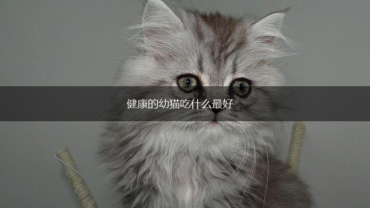 健康的幼猫吃什么最好,第1张