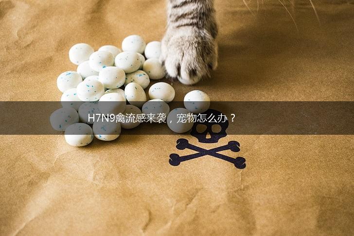 H7N9禽流感来袭，宠物怎么办？,第1张