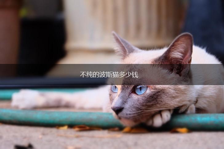 不纯的波斯猫多少钱,第1张