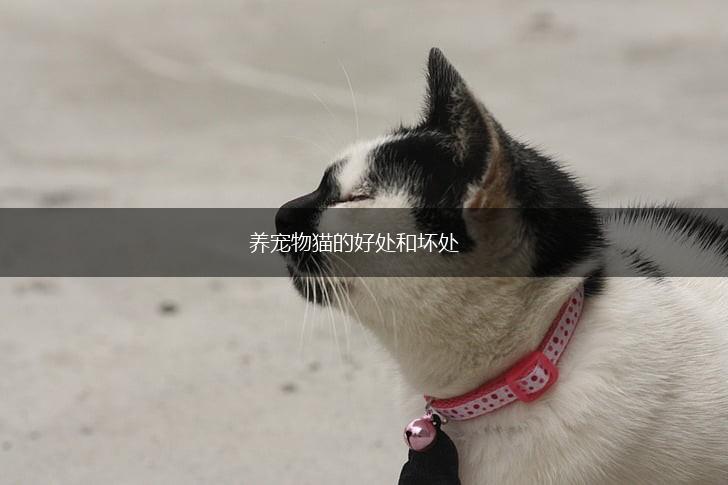 养宠物猫的好处和坏处,第1张