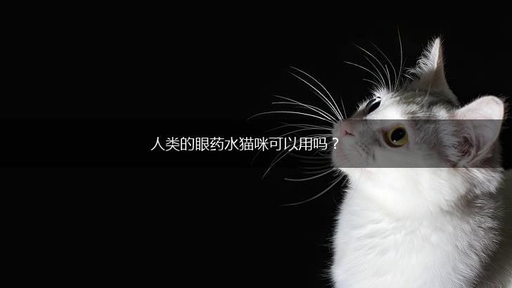 人类的眼药水猫咪可以用吗？,第1张