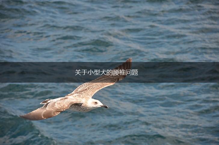 关于小型犬的腰椎问题,第1张