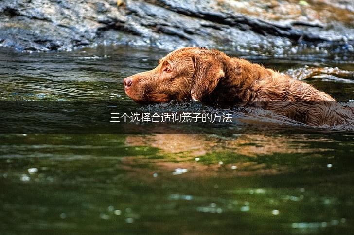 三个选择合适狗笼子的方法,第1张