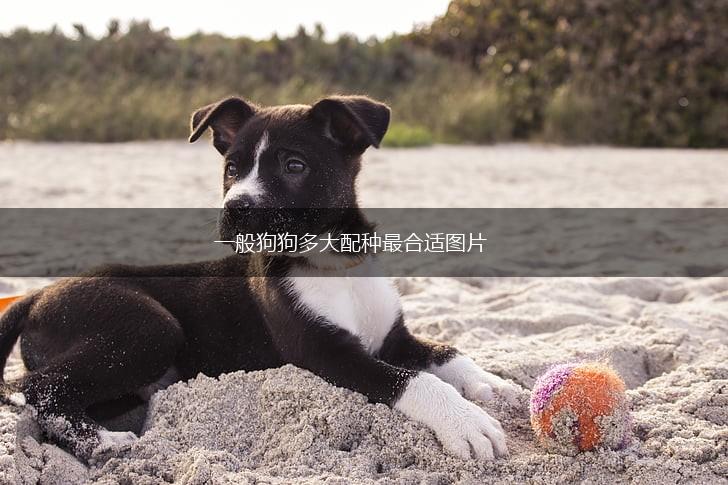 一般狗狗多大配种最合适图片,第1张