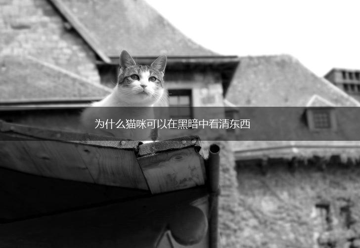 为什么猫咪可以在黑暗中看清东西,第1张