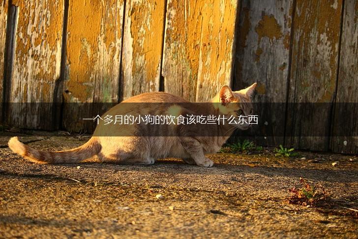 一个多月的小狗的饮食该吃些什么东西,第1张