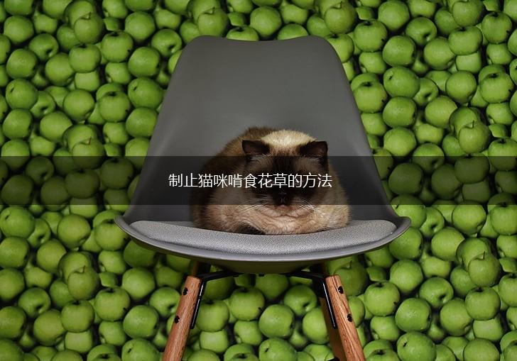 制止猫咪啃食花草的方法,第1张
