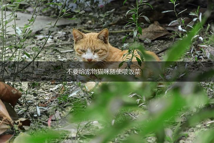 不要给宠物猫咪随便喂饭菜,第1张