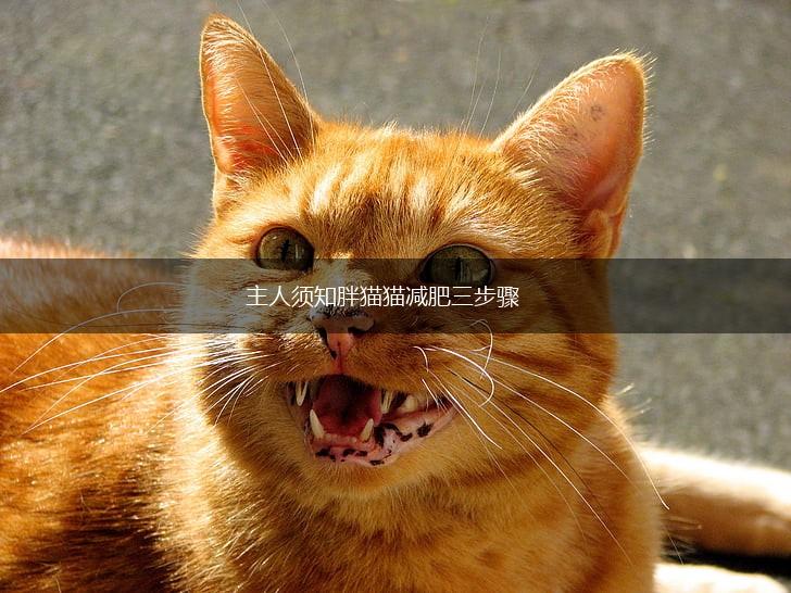 主人须知胖猫猫减肥三步骤,第1张