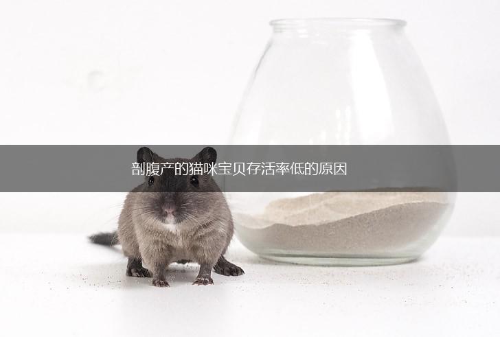 剖腹产的猫咪宝贝存活率低的原因,第1张