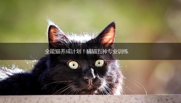 全能猫养成计划！猫猫五种专业训练,第1张