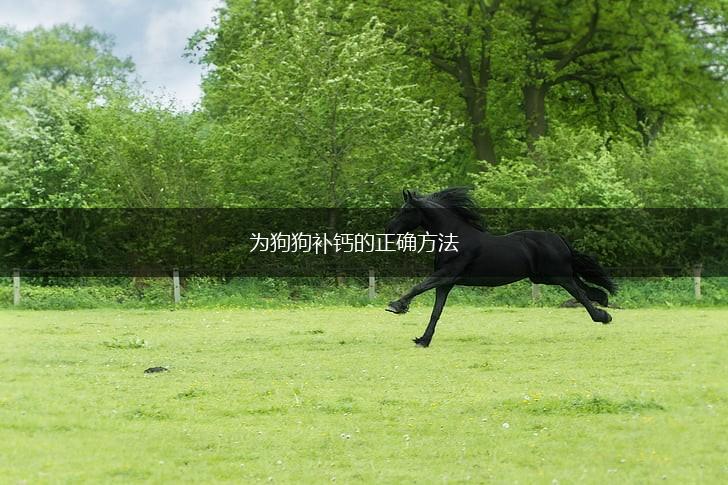 为狗狗补钙的正确方法,第1张