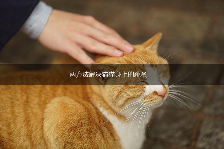 两方法解决猫猫身上的跳蚤,第1张