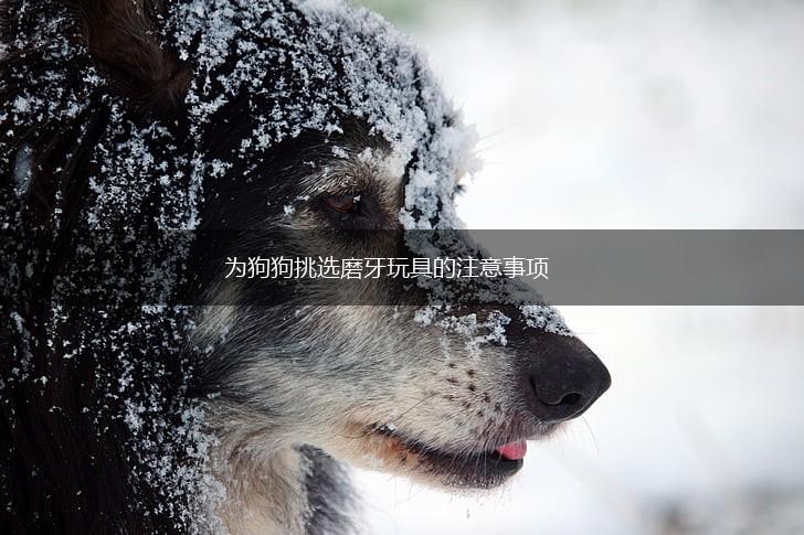 为狗狗挑选磨牙玩具的注意事项,第1张