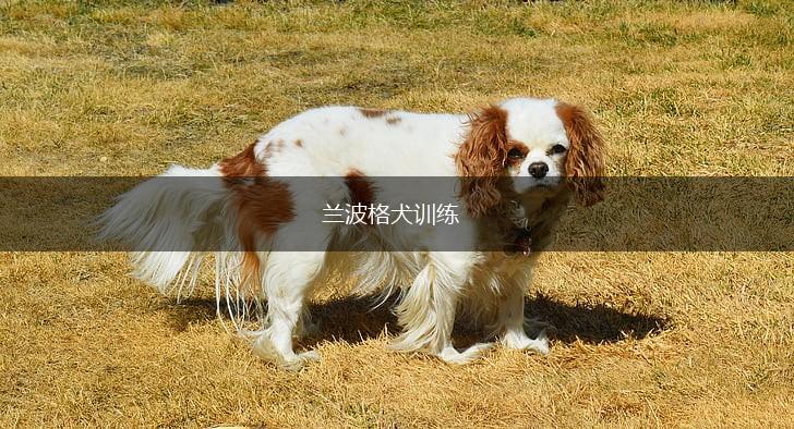 兰波格犬训练,第1张