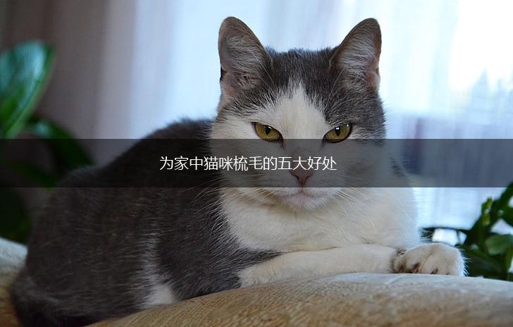 为家中猫咪梳毛的五大好处,第1张