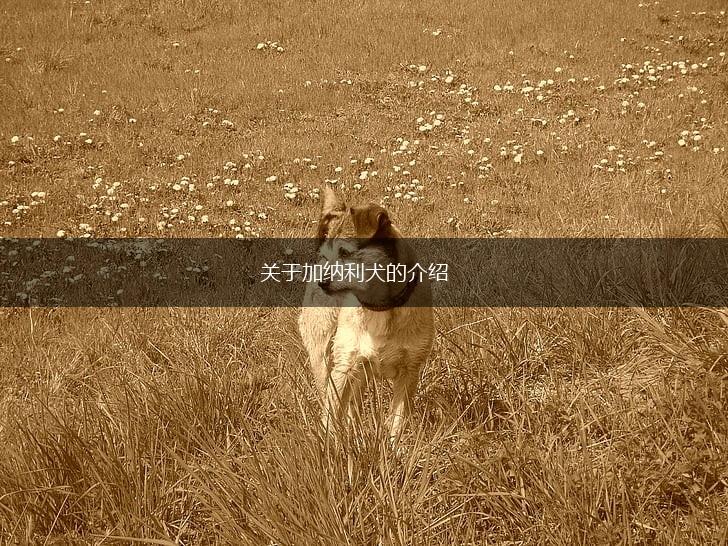 关于加纳利犬的介绍,第1张