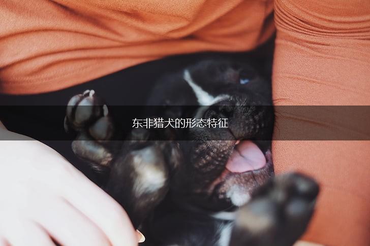 东非猎犬的形态特征,第1张