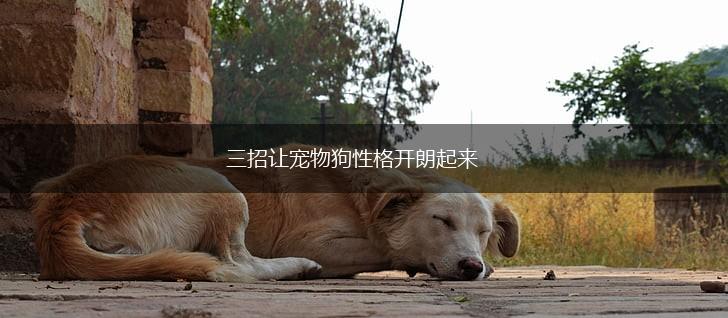 三招让宠物狗性格开朗起来,第1张