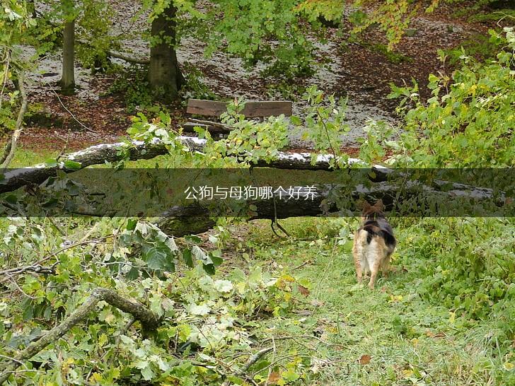 公狗与母狗哪个好养,第1张
