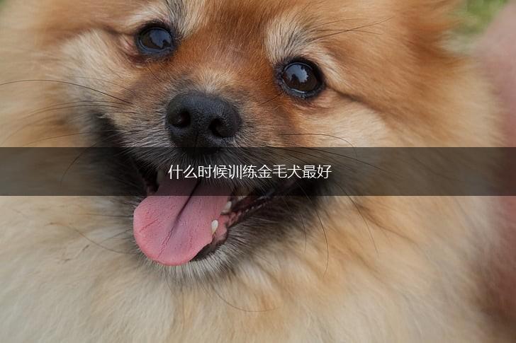 什么时候训练金毛犬最好,第1张