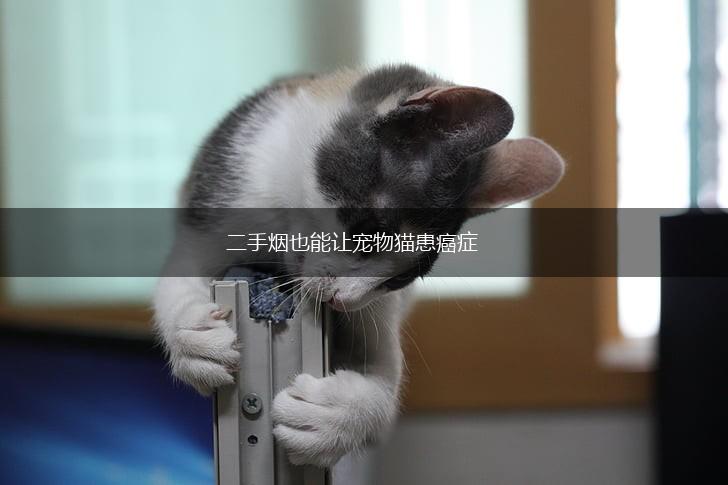 二手烟也能让宠物猫患癌症,第1张